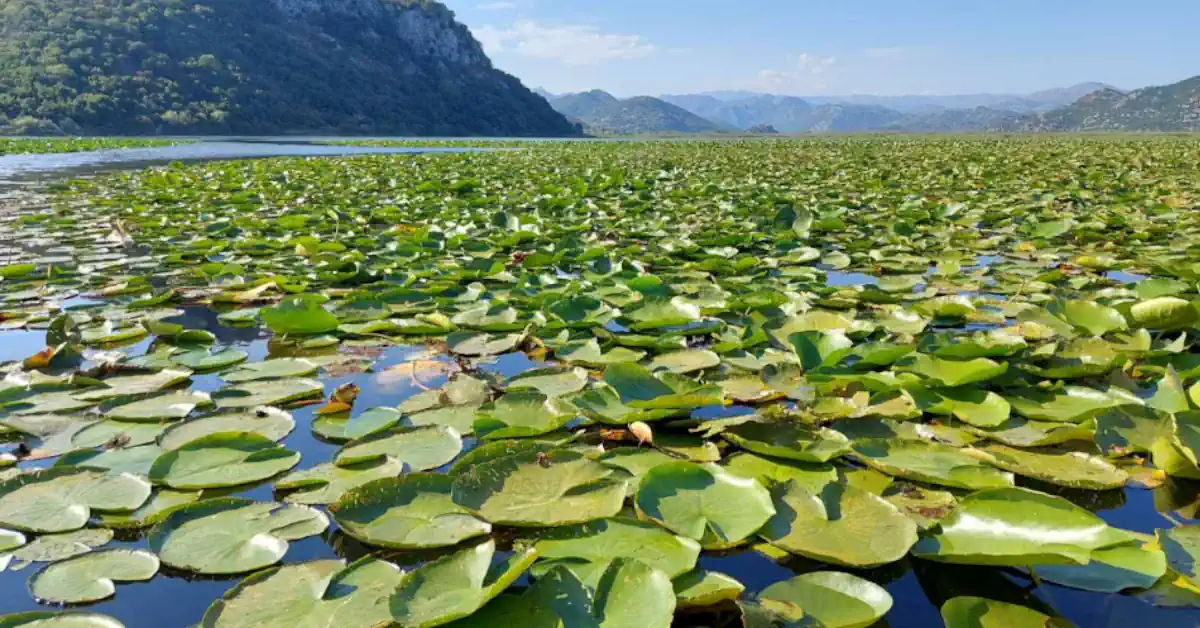 Lake Skadar water lillies