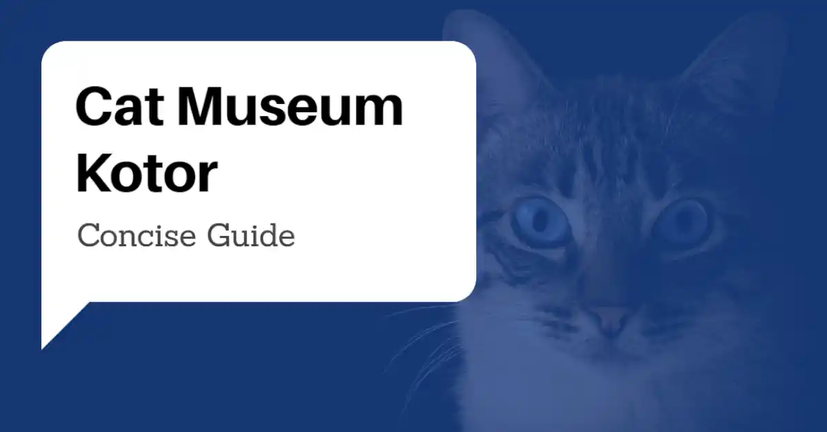 Cat Museum Kotor Guide