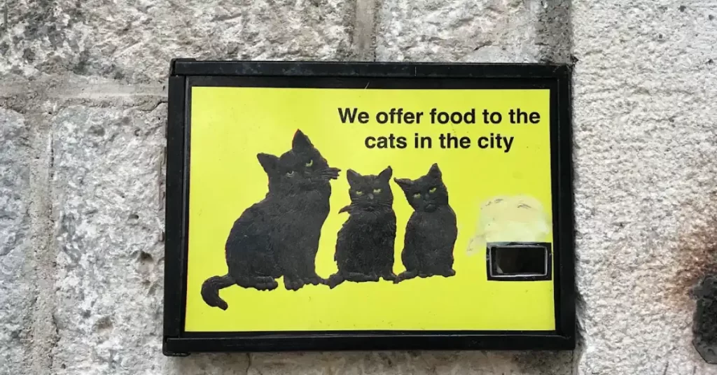 Kotor Cat Museum