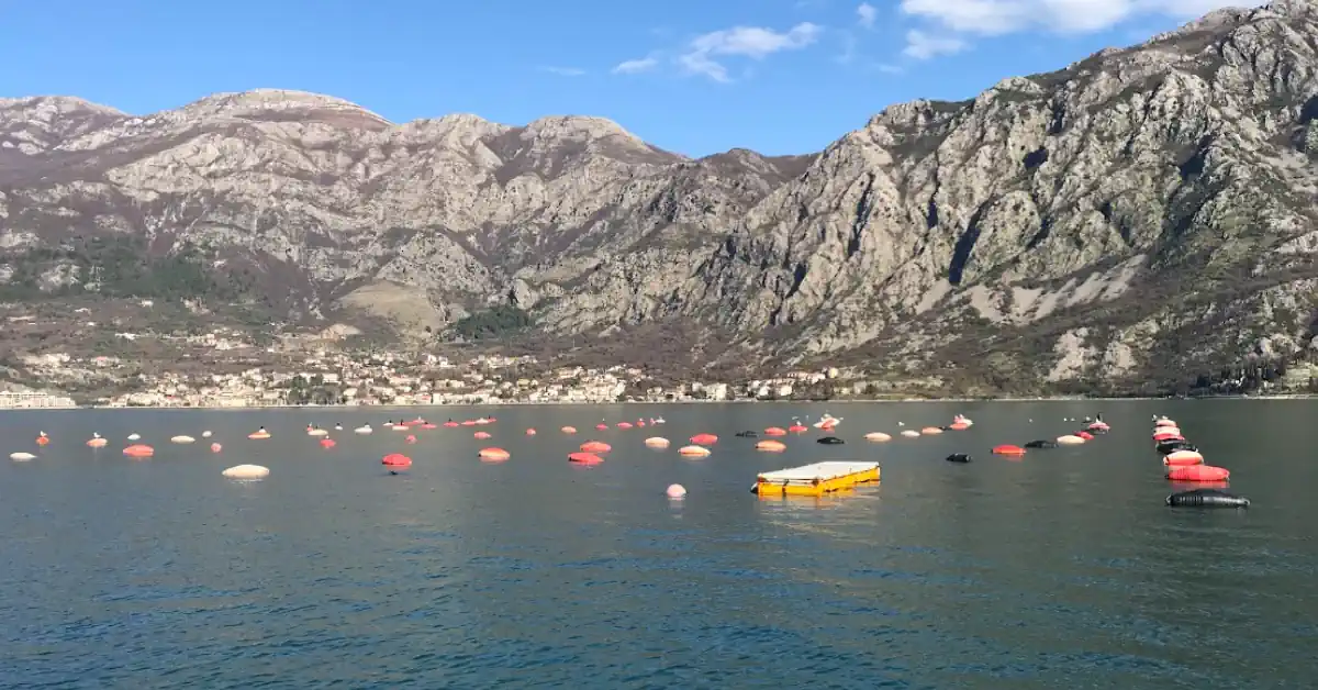 Perast Oyster Farm