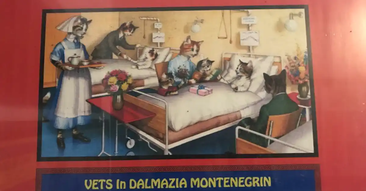 Kotor Cat Museum