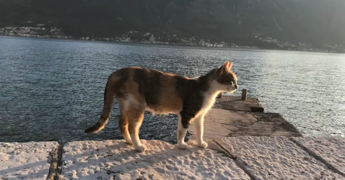 Kotor City of Cats